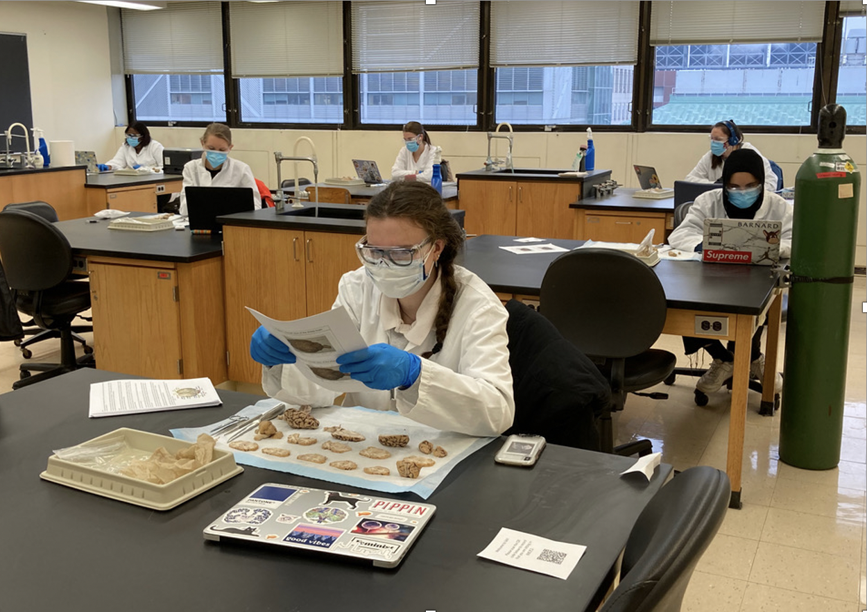 Students diseccint sheep brains in the Neuroscience Lab Course after the labs reopened 
