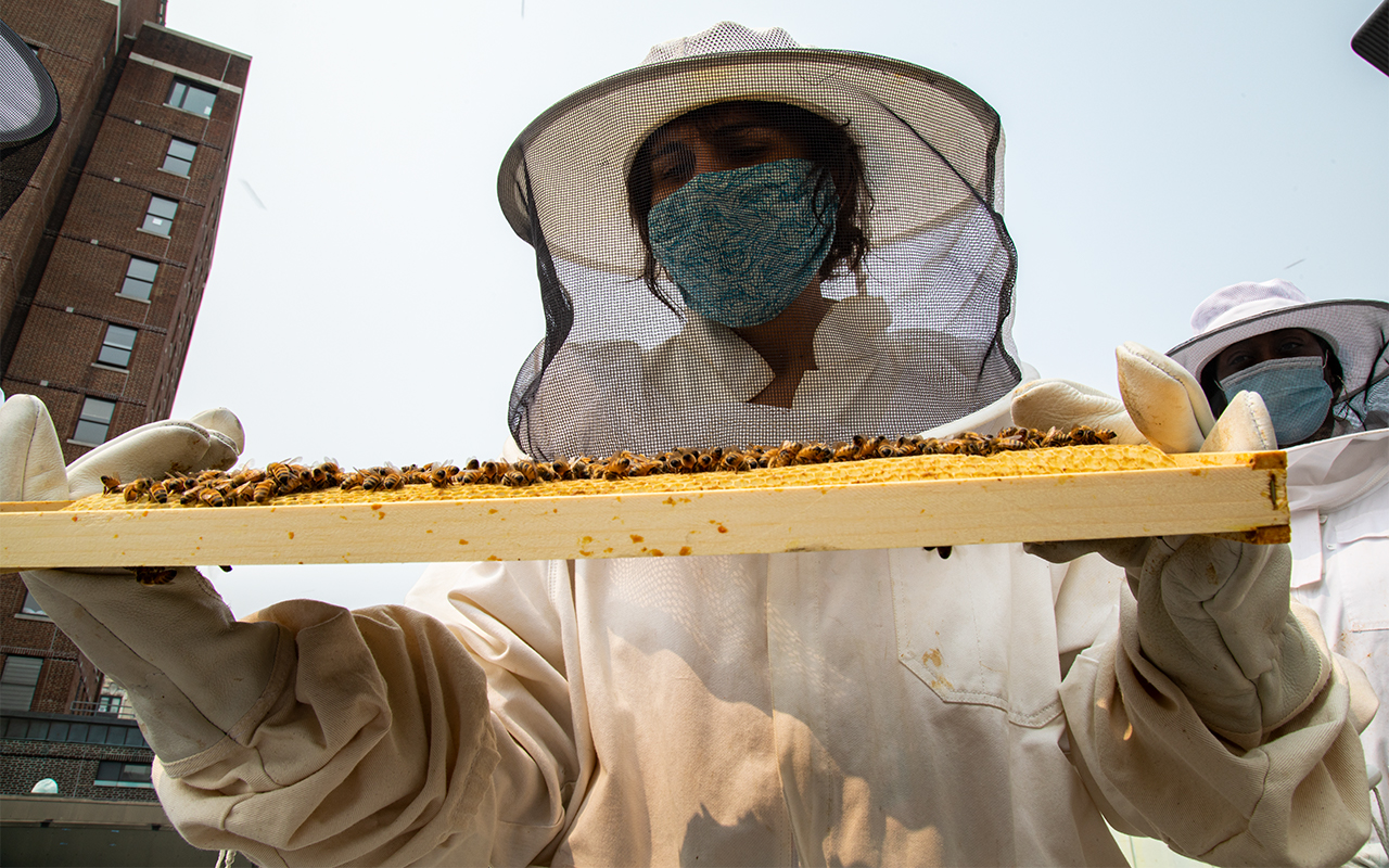 A person in a beekeeping suit holds up a wooden honeycomb covered in bees